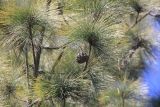 genus Pinus