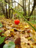 Convallaria majalis