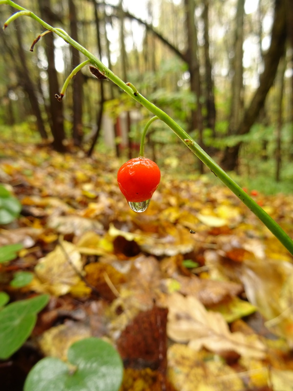 Изображение особи Convallaria majalis.