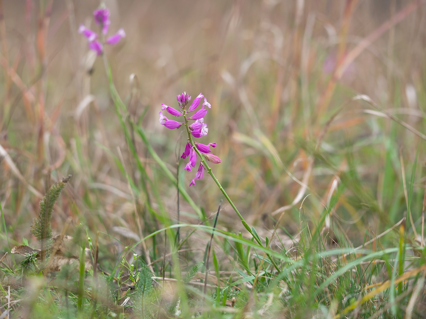 Image of Polygala major specimen.
