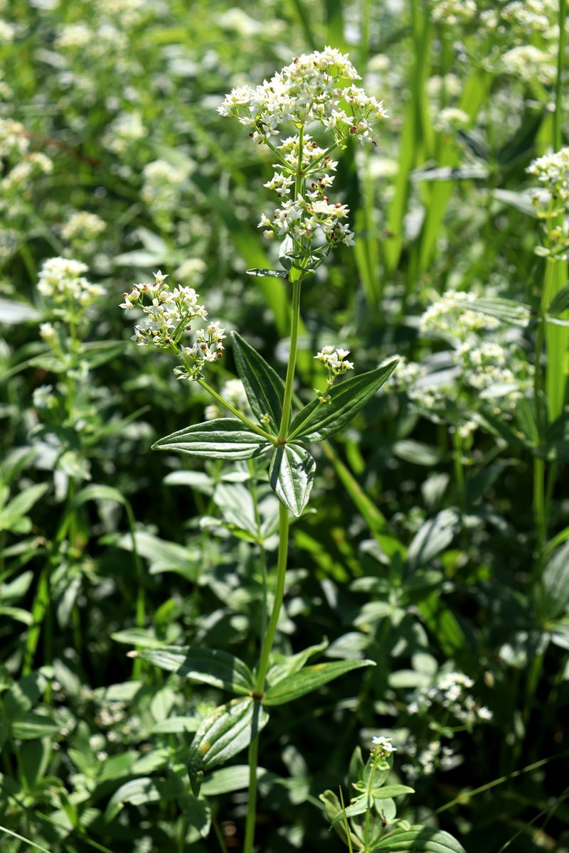 Image of Galium boreale specimen.