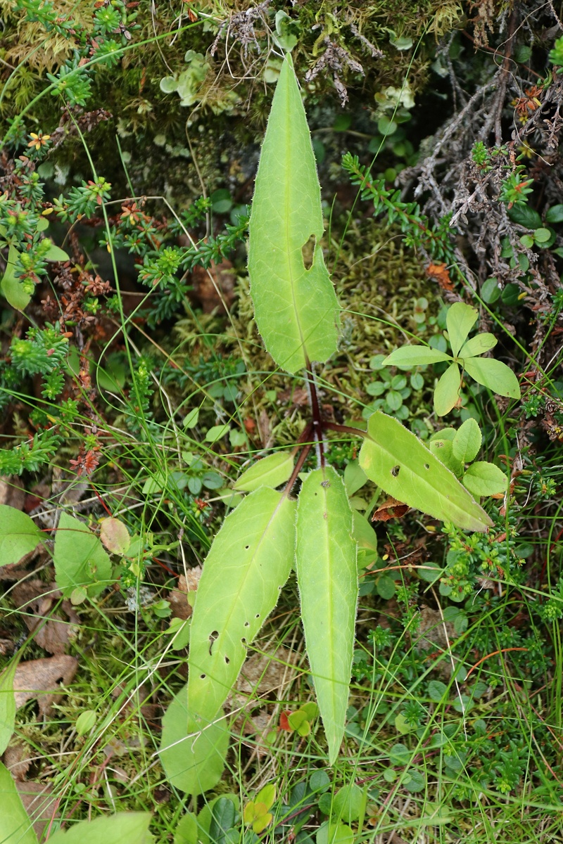 Image of Saussurea alpina specimen.