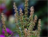 Rumex sylvestris