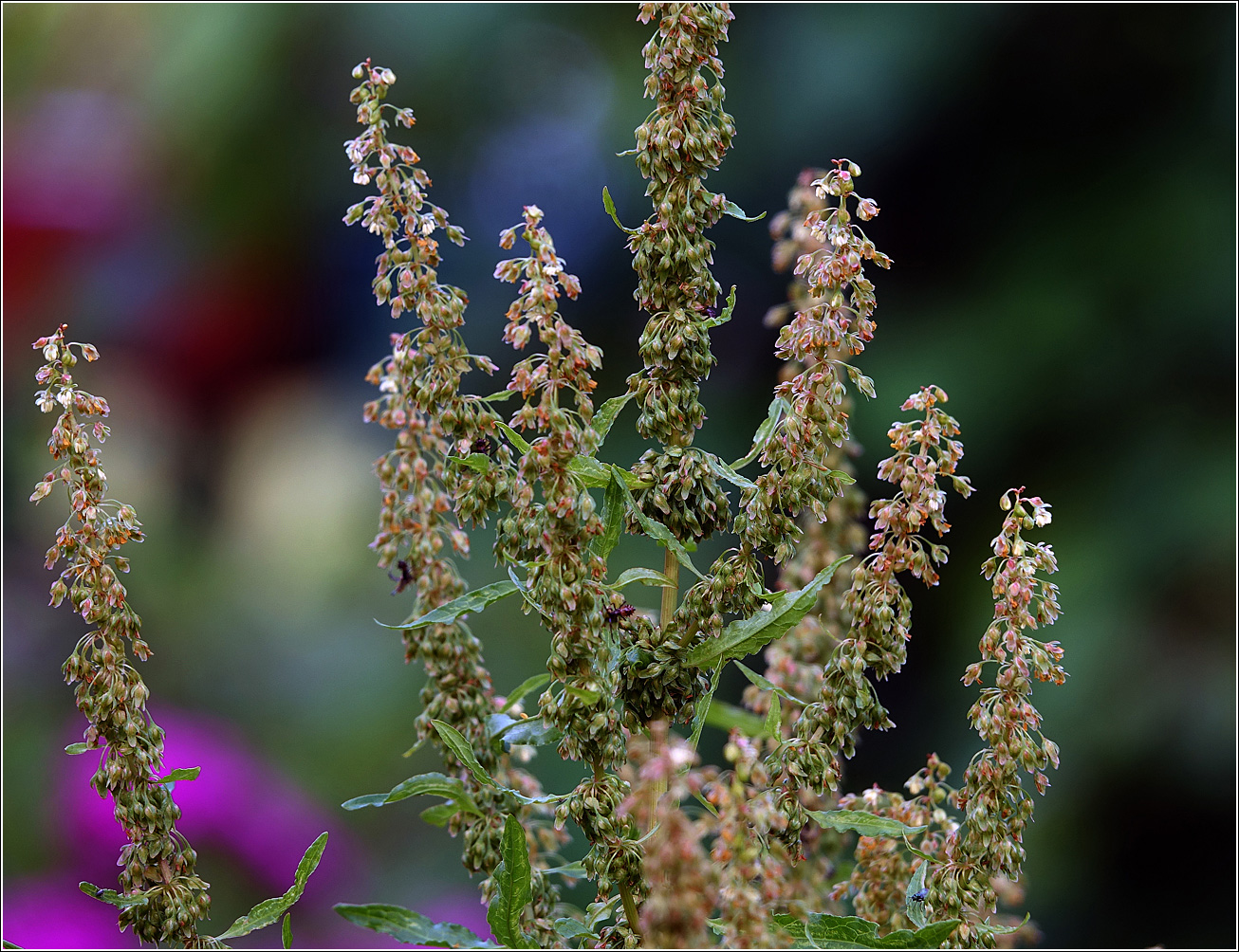 Image of Rumex sylvestris specimen.