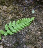 Woodsia caucasica. Вайя. Республика Адыгея, правый берег ручья Большой Руфабго, 20 м ниже водопада Шум, в скальной нише. 27 июля 2022 г.