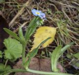 Myosotis palustris. Верхушка цветущего побега. Москва, ГБС РАН, берег пруда. 15.09.2022.