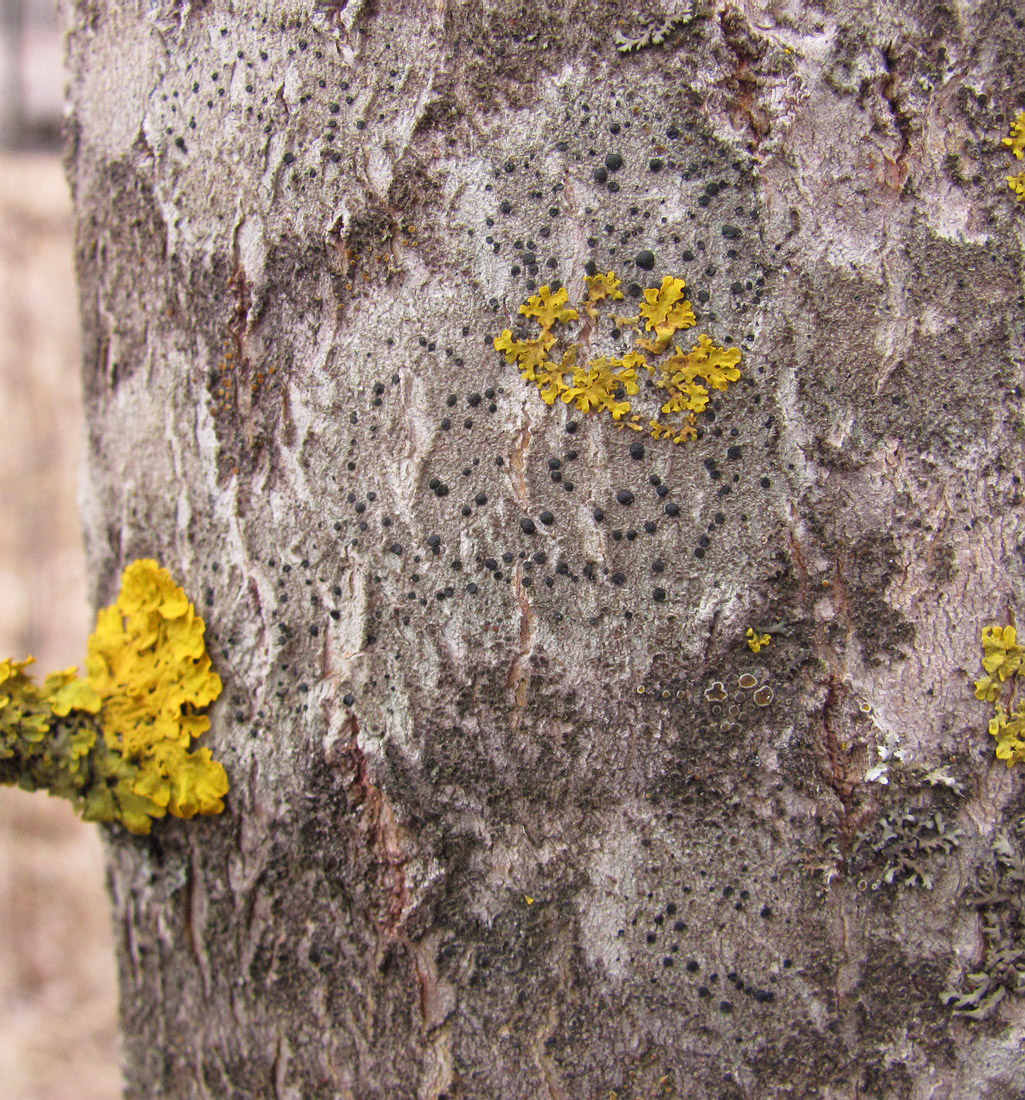 Image of class Lecanoromycetes specimen.