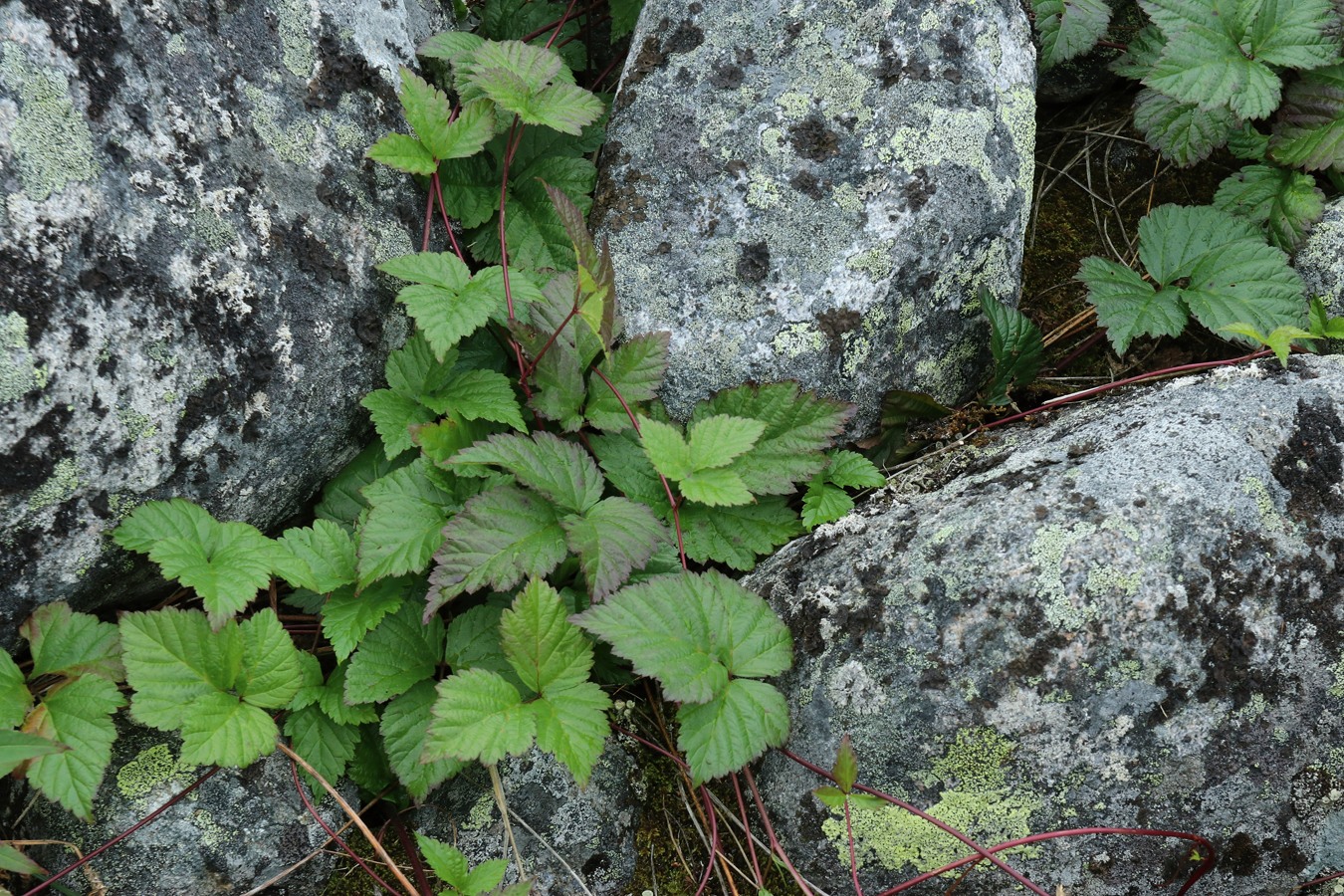 Image of Rubus saxatilis specimen.