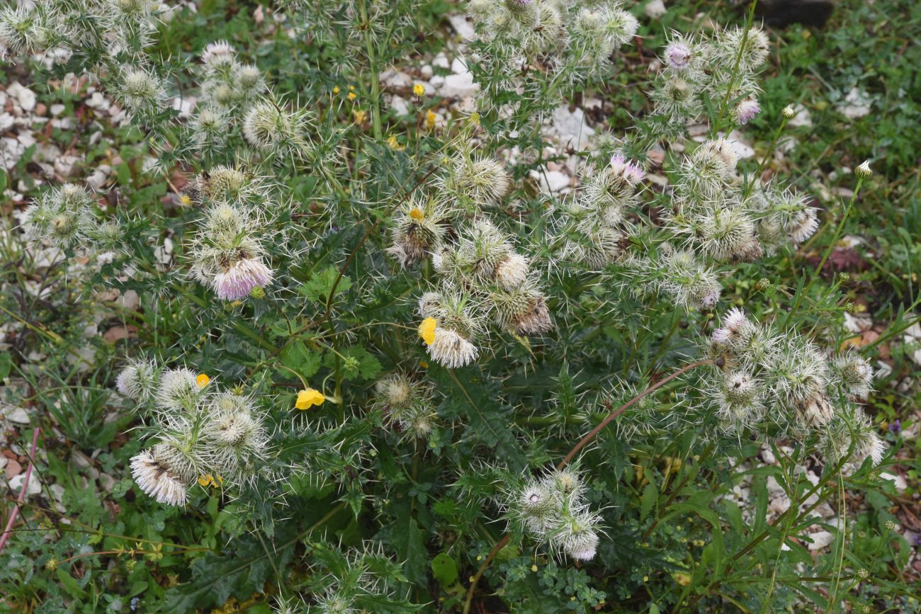 Изображение особи Cirsium echinus.