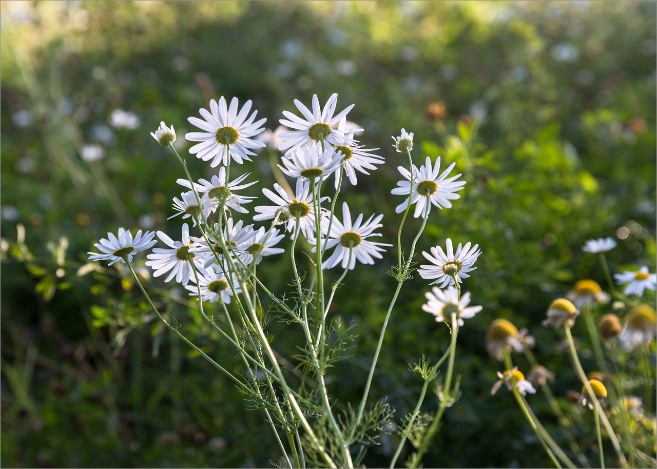 Изображение особи Tripleurospermum inodorum.