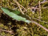 genus Hieracium