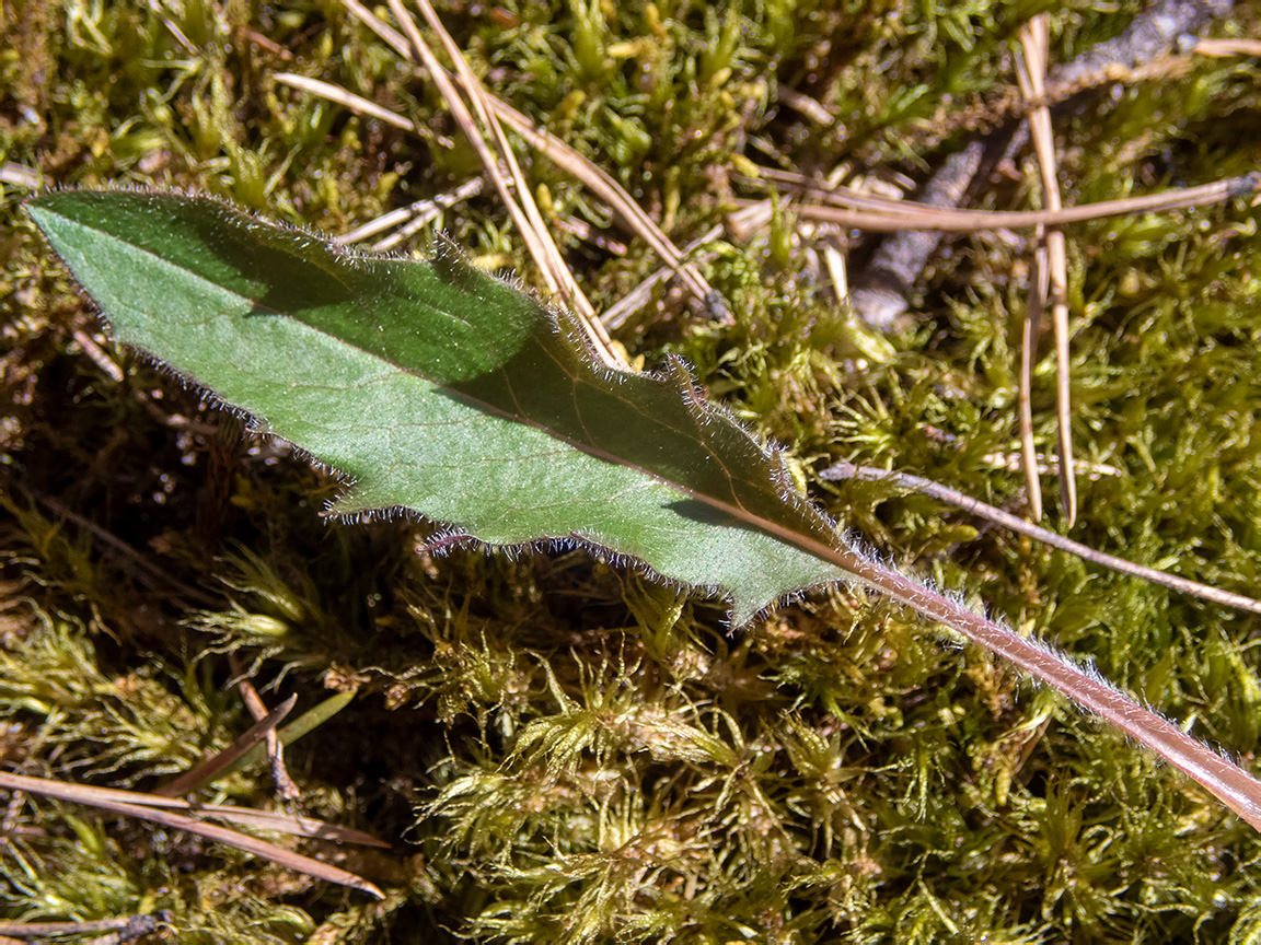 Изображение особи род Hieracium.