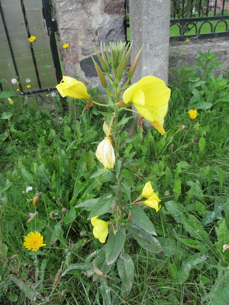 Изображение особи Oenothera glazioviana.