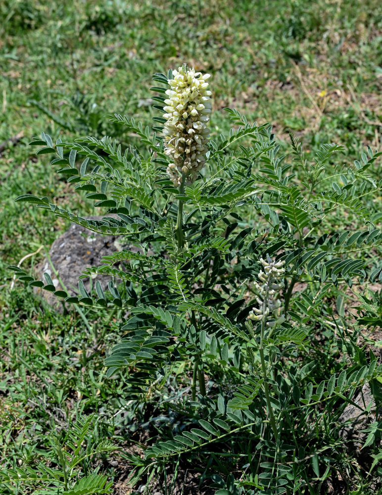 Image of Pseudosophora alopecuroides specimen.