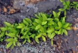 Polygonatum humile