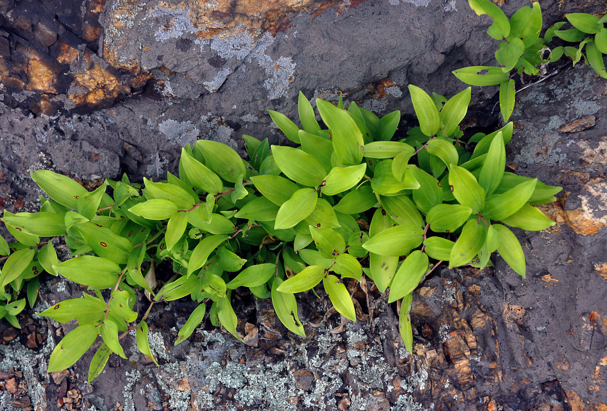 Изображение особи Polygonatum humile.