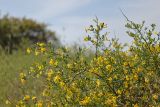 Jasminum fruticans. Ветви с цветками. Крым, Севастополь, окр. бухты Круглая, нарушенная петрофитная степь. 16.05.2023.