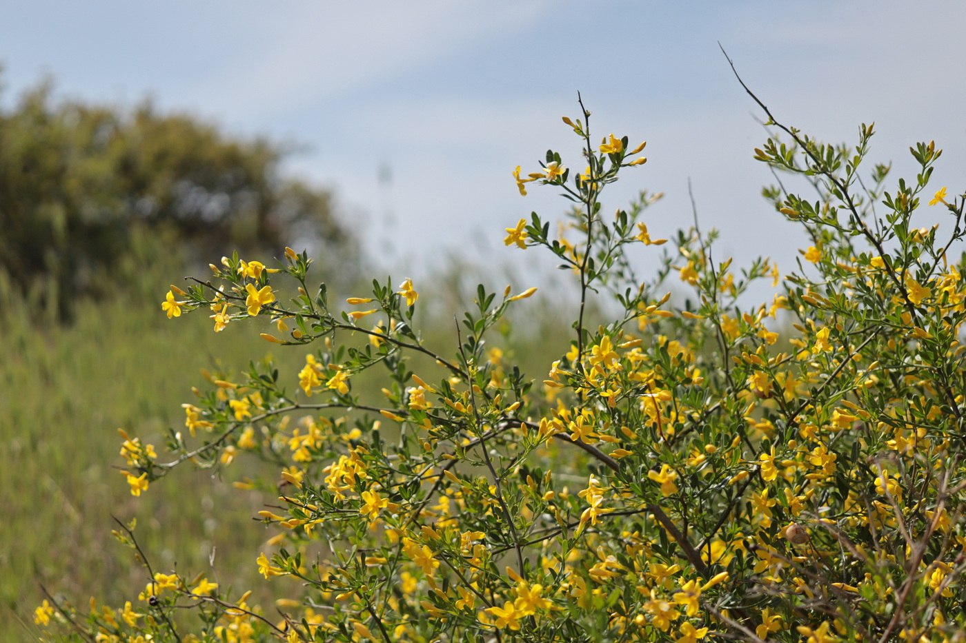 Image of Jasminum fruticans specimen.