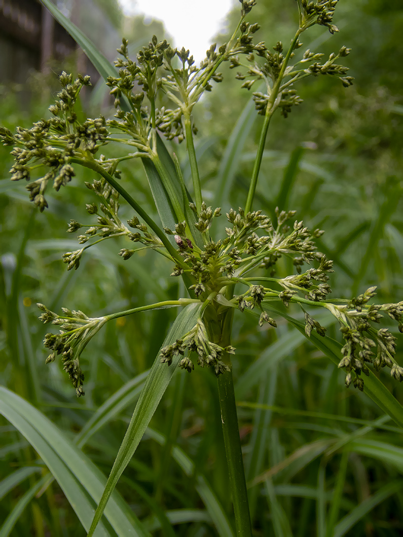 Image of Scirpus sylvaticus specimen.