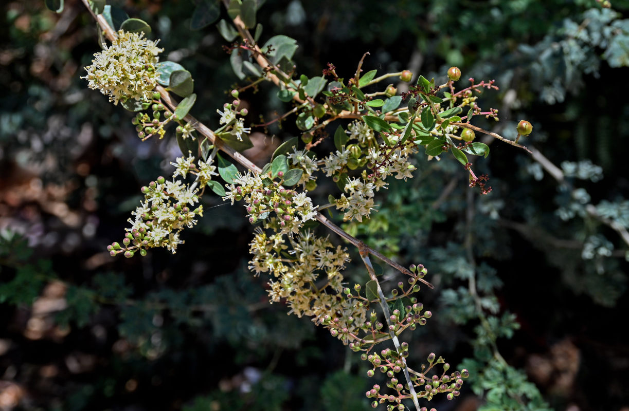 Изображение особи Lawsonia inermis.