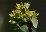Elaeagnus commutata. Верхушка побега с бутонами и цветками. Московская обл., Раменский р-н, окр. дер. Хрипань, садовый участок. 26.05.2023.