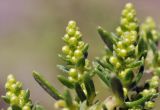 Artemisia japonica