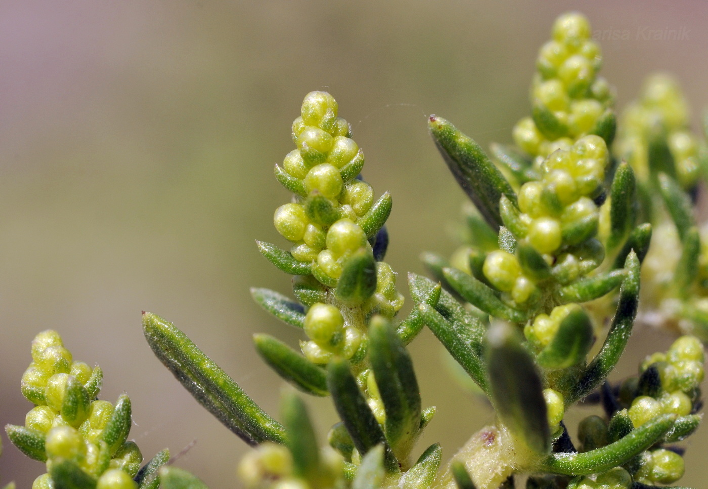 Image of Artemisia japonica specimen.