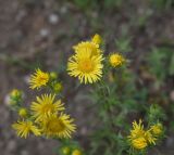 Inula britannica. Соцветия. Челябинская обл., Кыштымский городской округ, оз. Сугомак, северный берег, луг. 3 июля 2023 г.