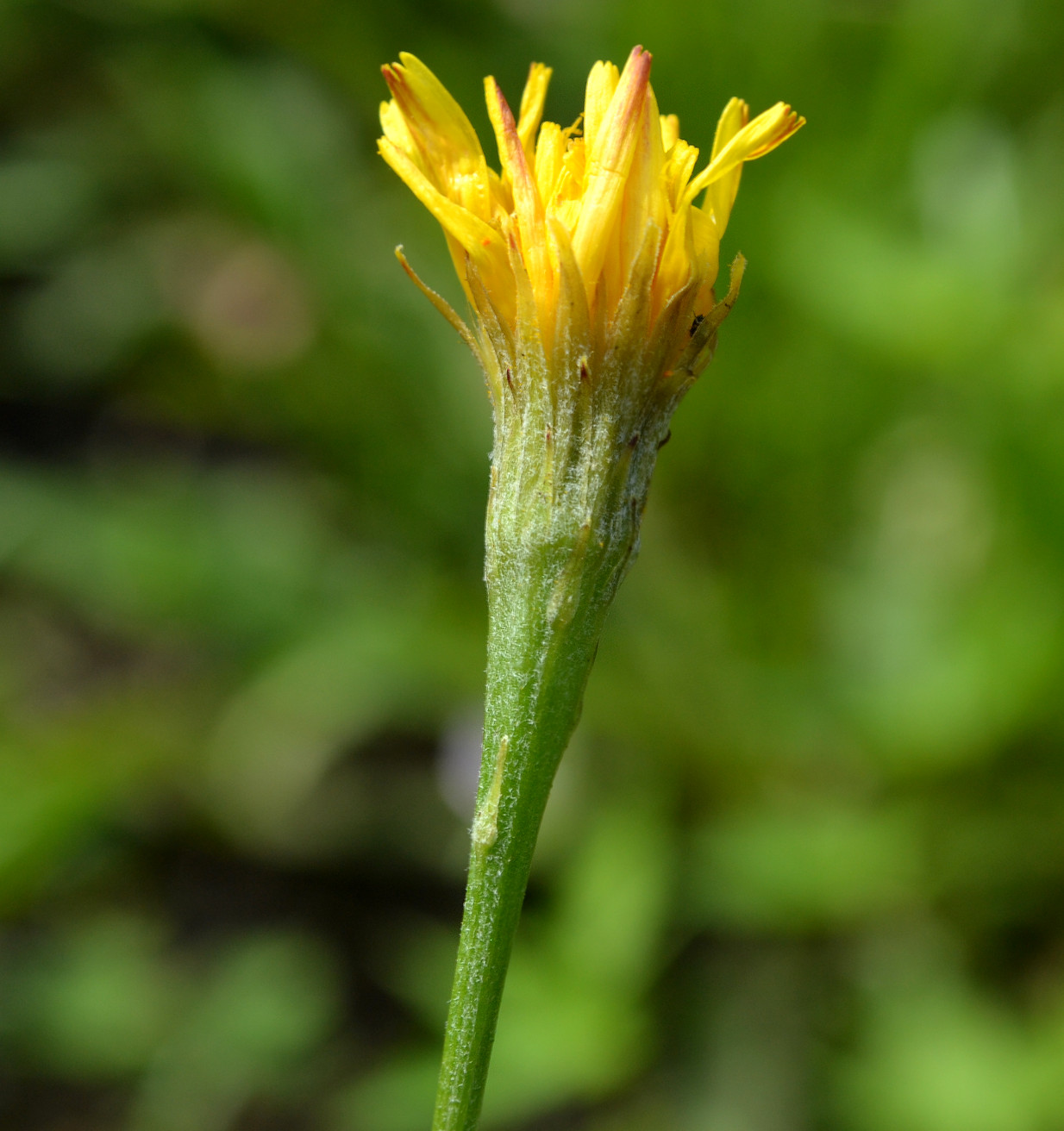 Изображение особи Scorzoneroides autumnalis.