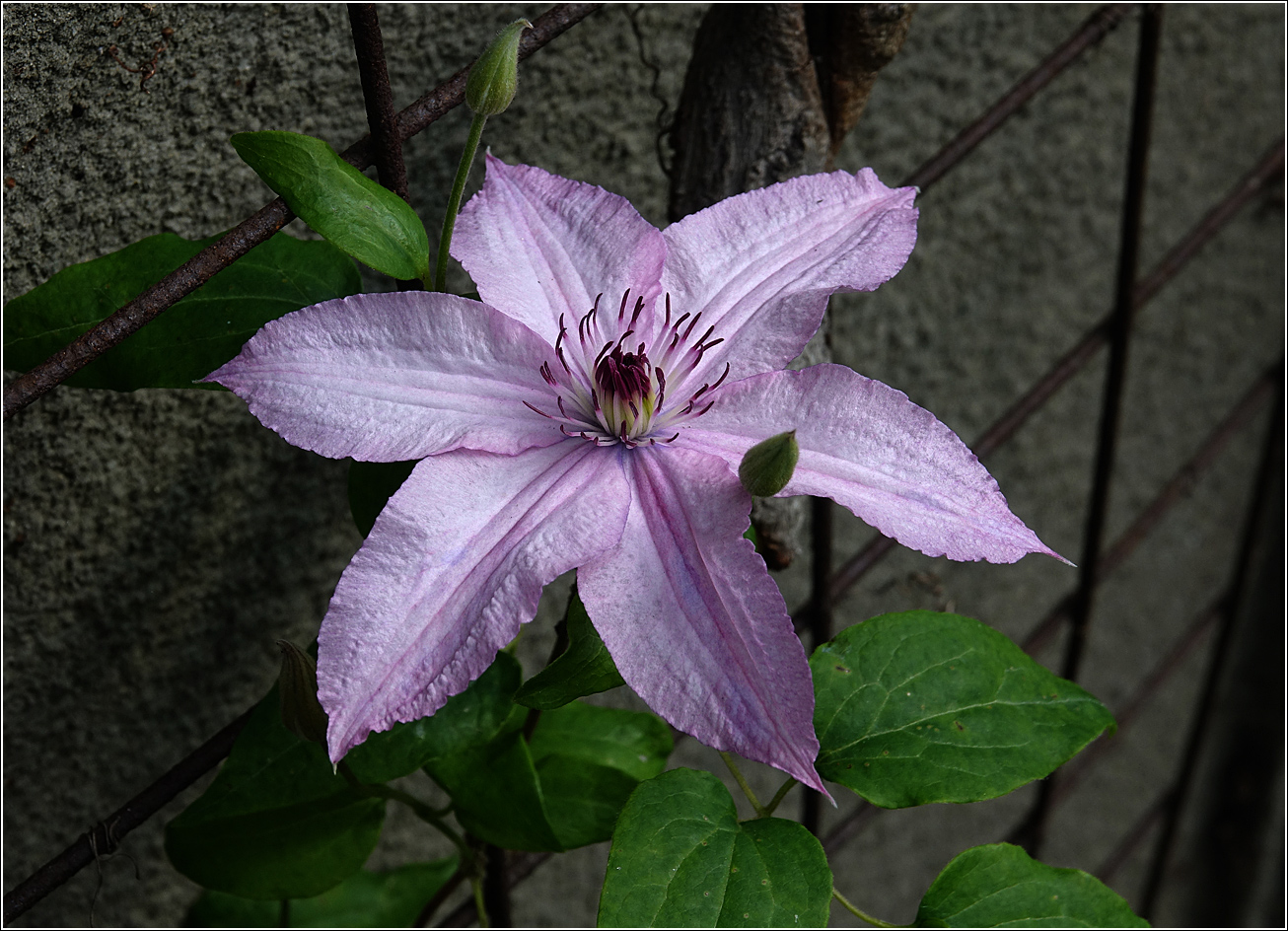Image of Clematis &times; jackmanii specimen.