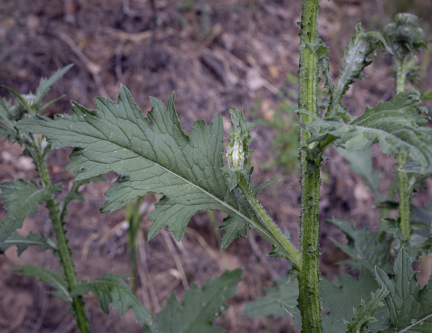 Изображение особи Carduus crispus.