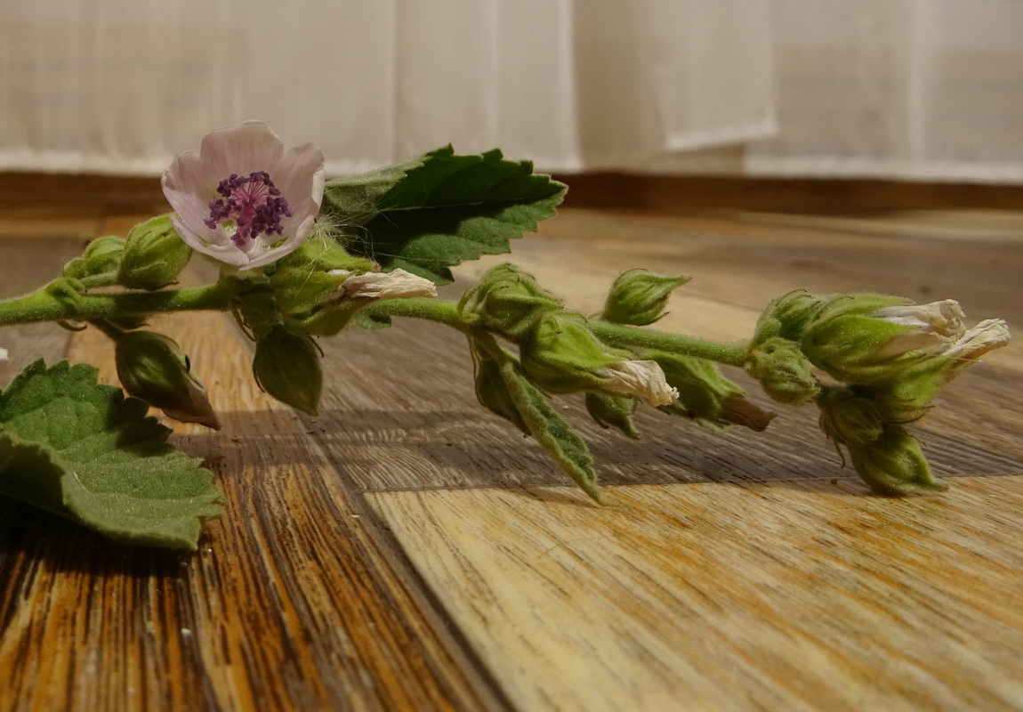 Image of Althaea officinalis specimen.