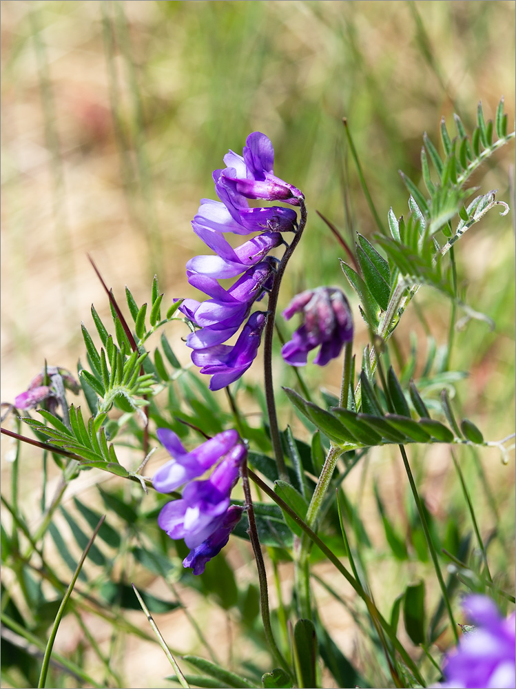 Изображение особи Vicia cracca.