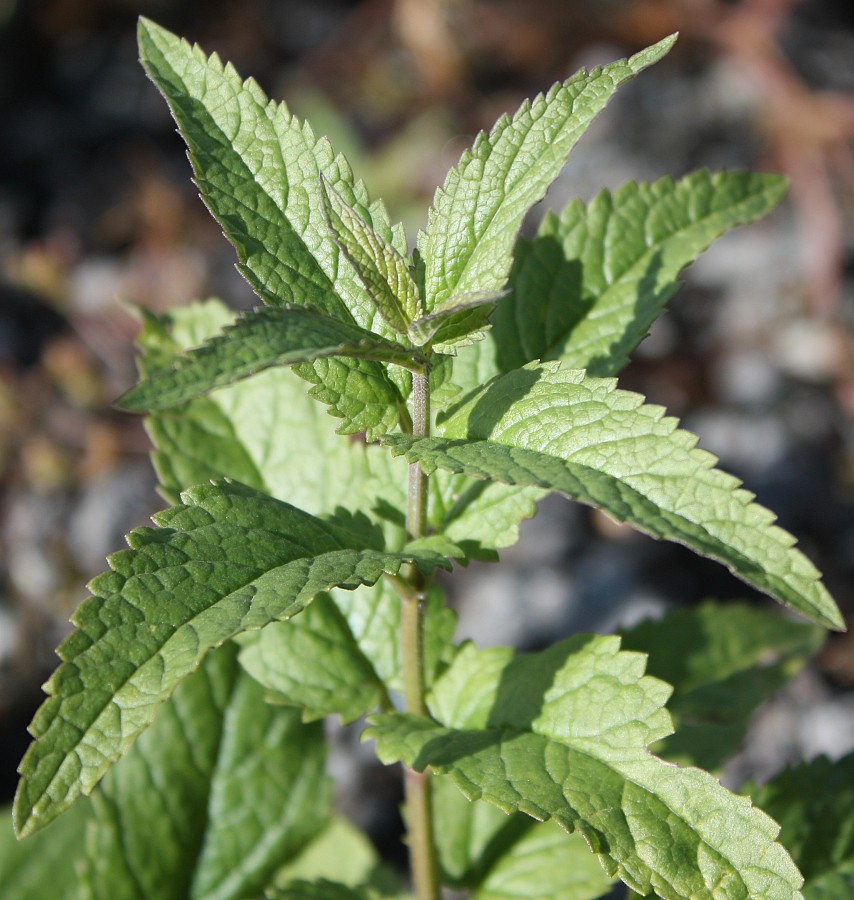 Изображение особи Nepeta sibirica.