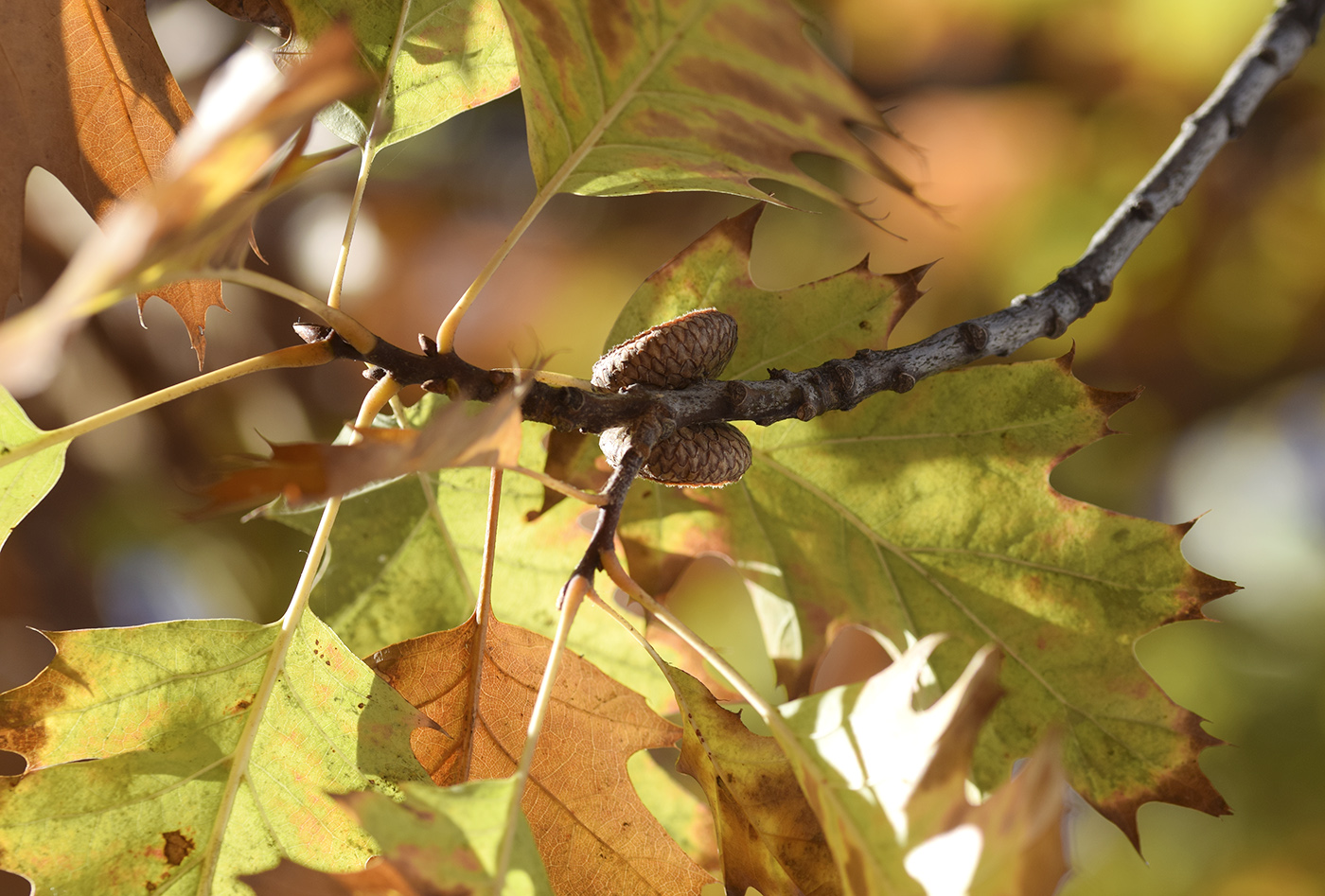 Изображение особи Quercus rubra.