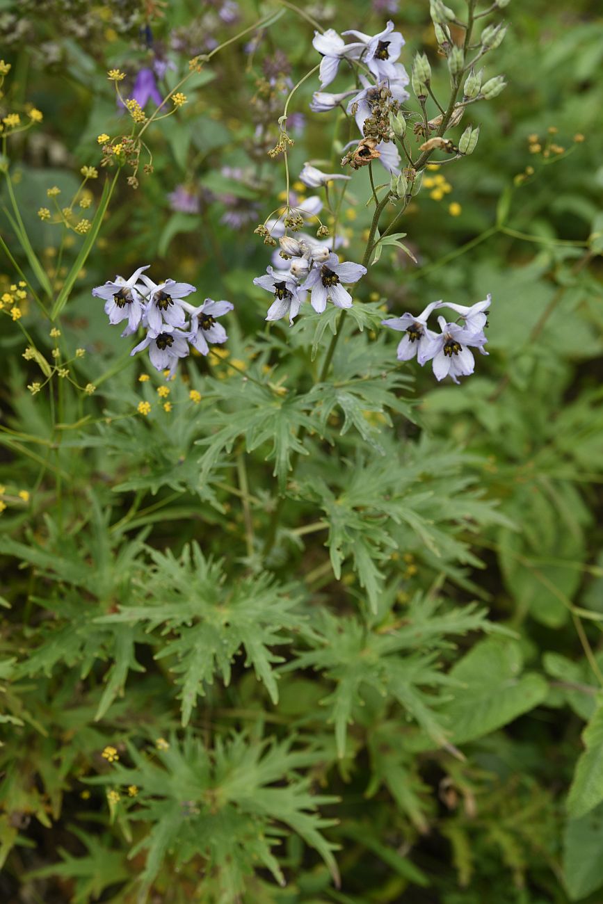 Изображение особи Delphinium dasycarpum.