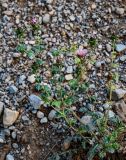 Cousinia knorringiae. Цветущее растение. Киргизия, Джалал-Абадская обл., Западный Тянь-Шань, долина р. Афлатун, ≈ 1300 м н.у.м., подножие осыпающегося каменистого склона. 11.07.2022.