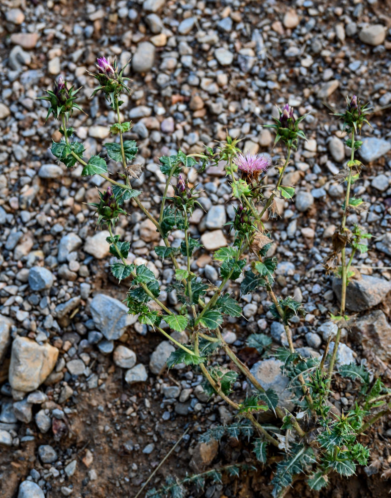 Изображение особи Cousinia knorringiae.