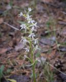 Platanthera bifolia. Соцветие. Пермский край, г. Пермь, Ленинский р-н, станция Блочная, осиновый колок. 18.06.2023.