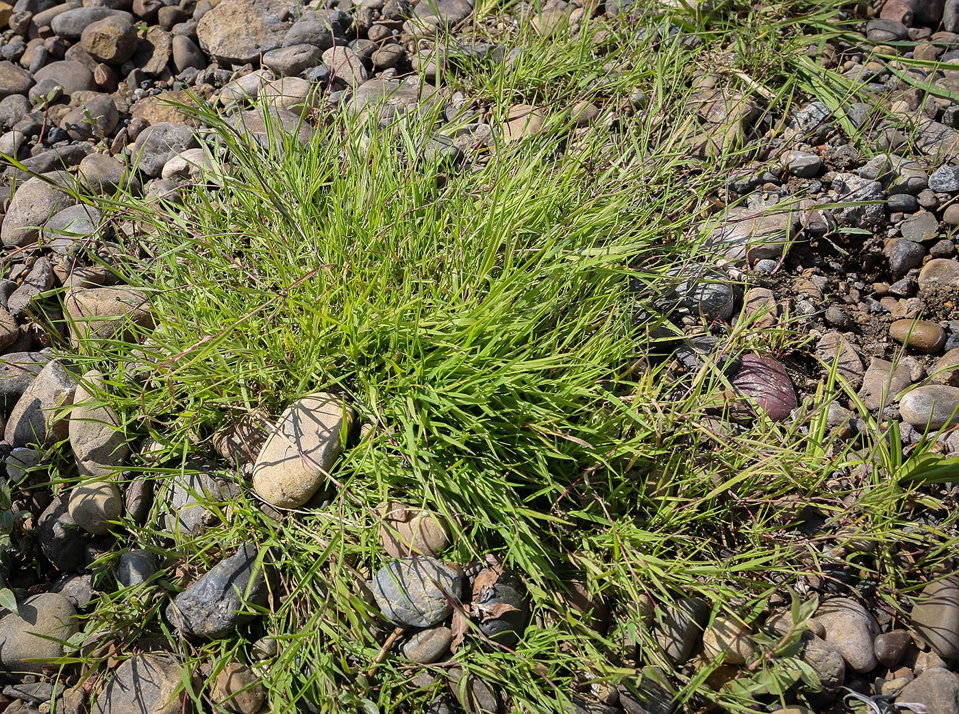 Изображение особи Agrostis stolonifera.