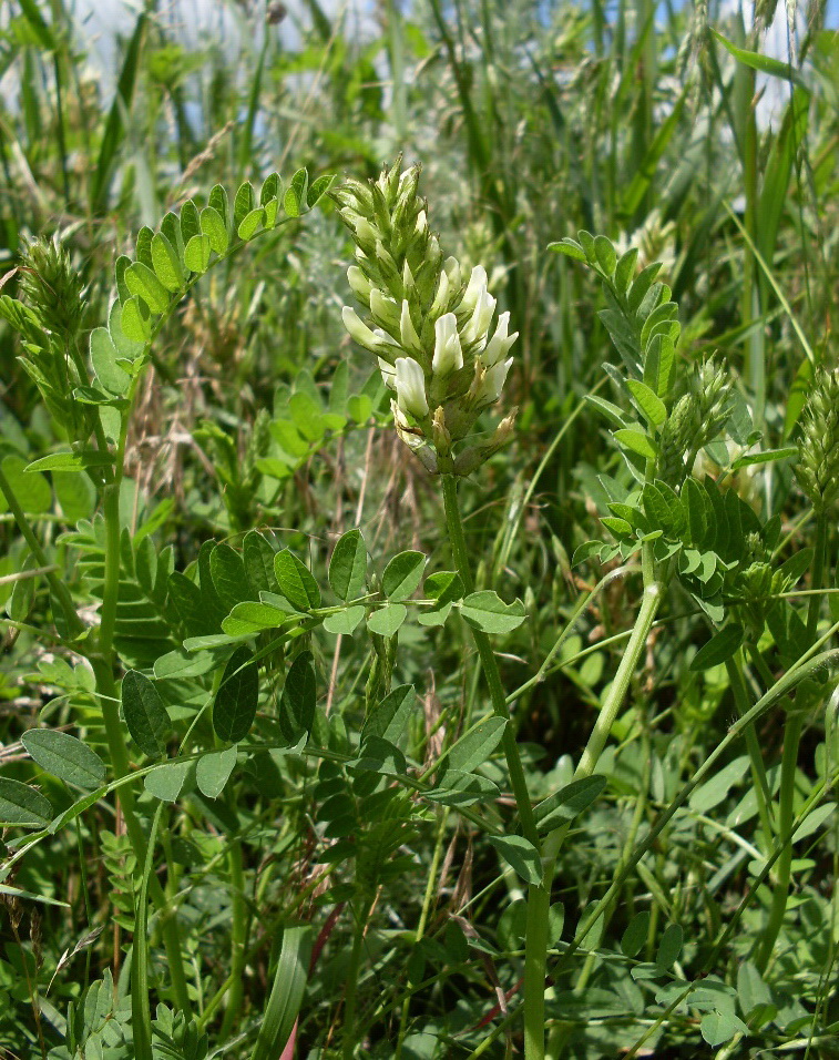 Изображение особи Astragalus cicer.