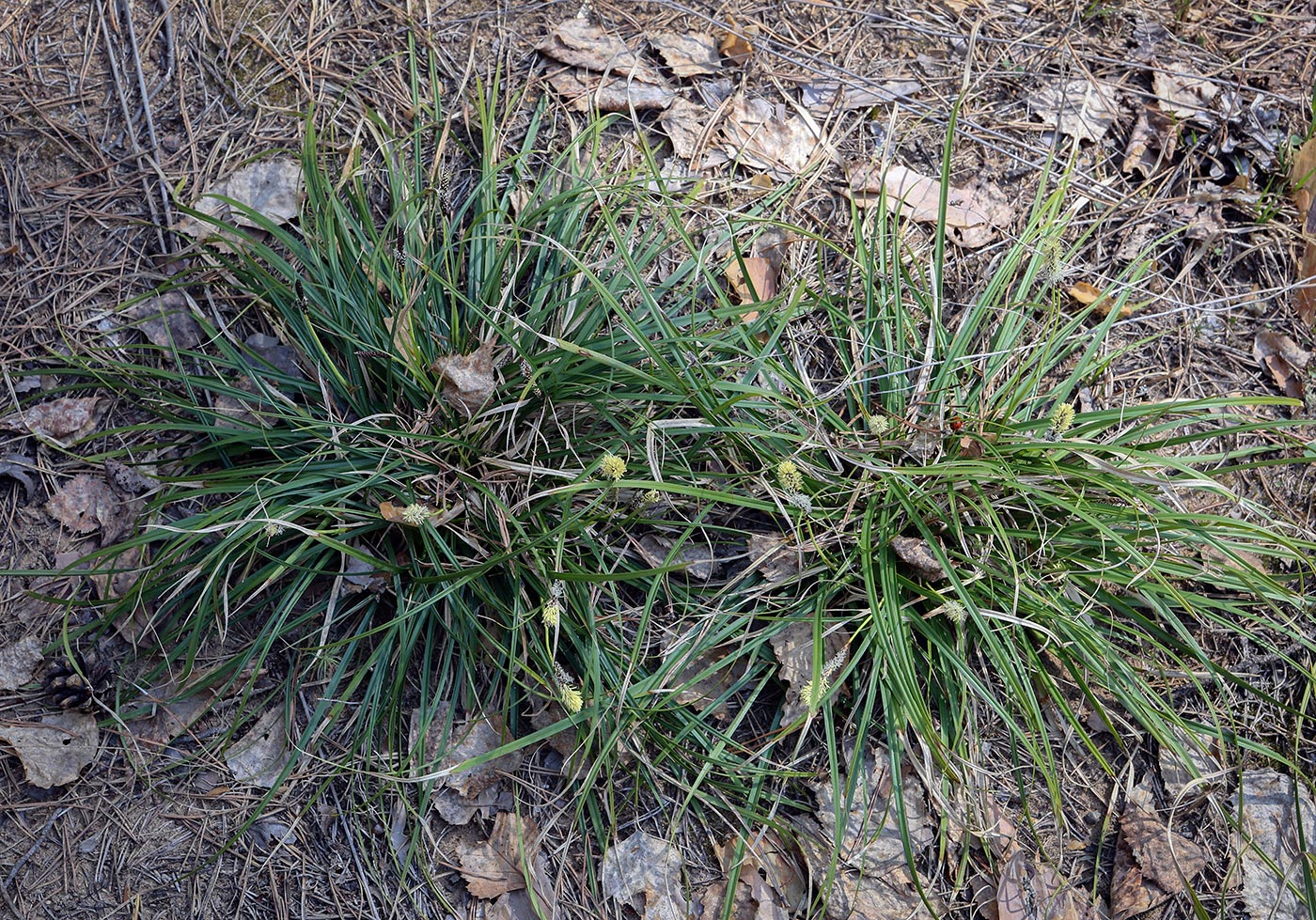Image of Carex ericetorum specimen.