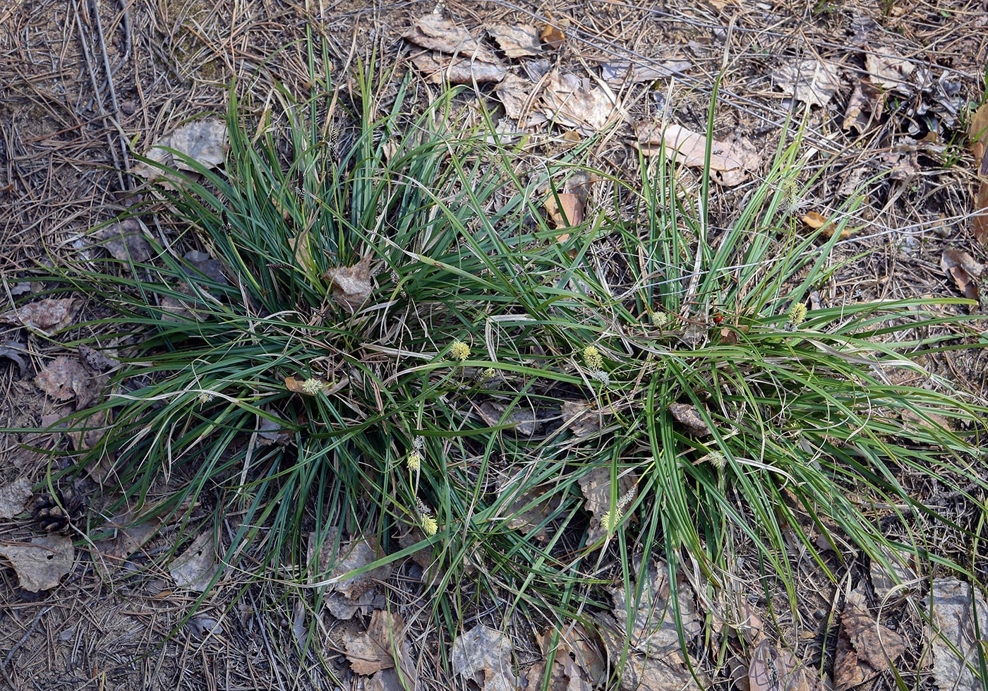 Изображение особи Carex ericetorum.