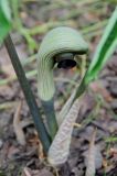 Arisaema ringens