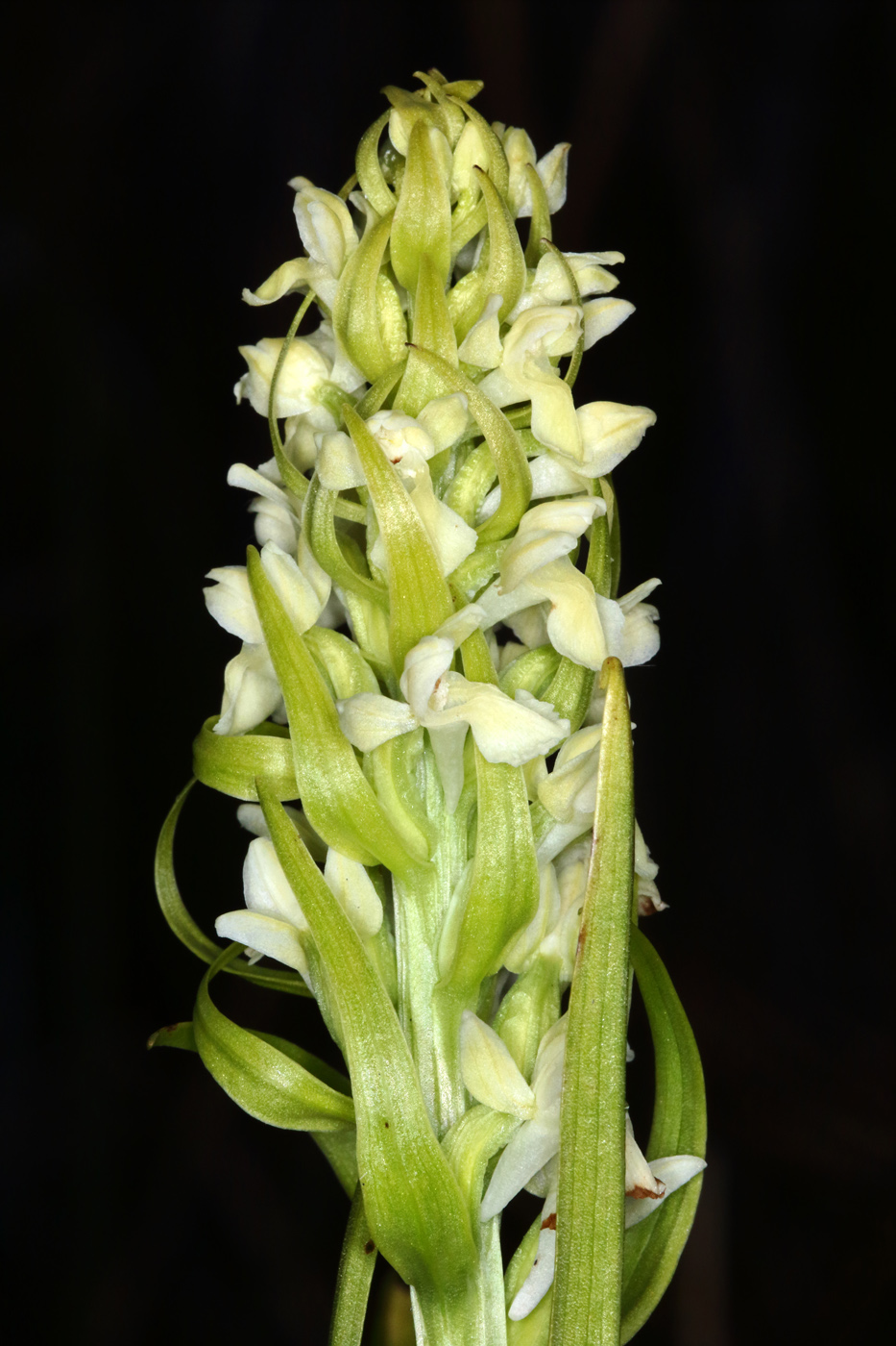 Image of Dactylorhiza ochroleuca specimen.