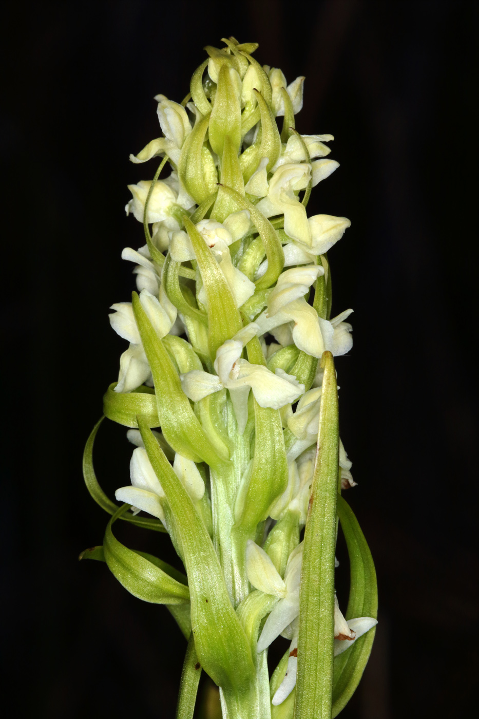 Изображение особи Dactylorhiza ochroleuca.