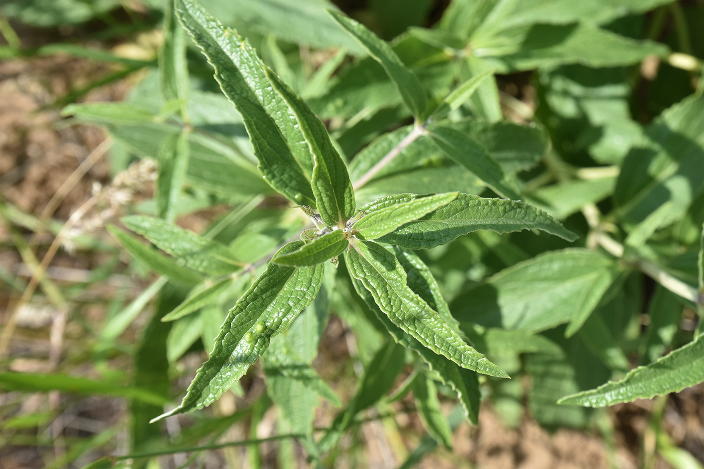 Image of Phlomis pungens specimen.