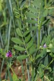 Vicia sativa. Побеги цветущего растения. Беларусь, Витебская обл., окр. пос. Езерище, посевы овса (Avena sativa). 28.07.2023.