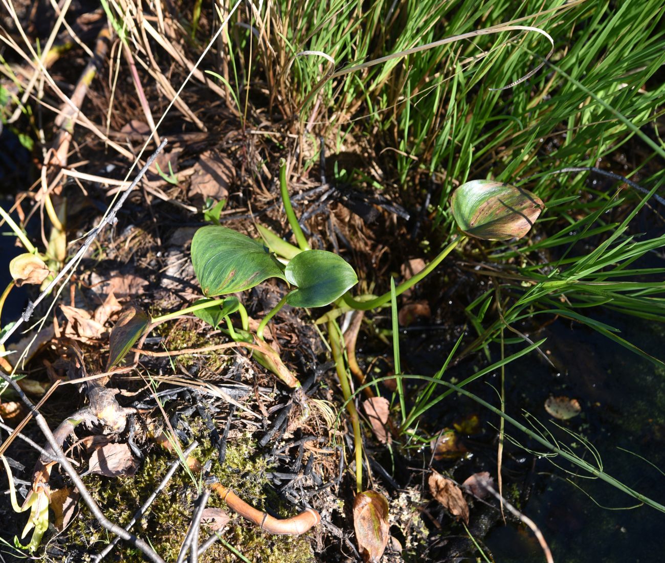 Изображение особи Calla palustris.