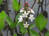 Menyanthes trifoliata